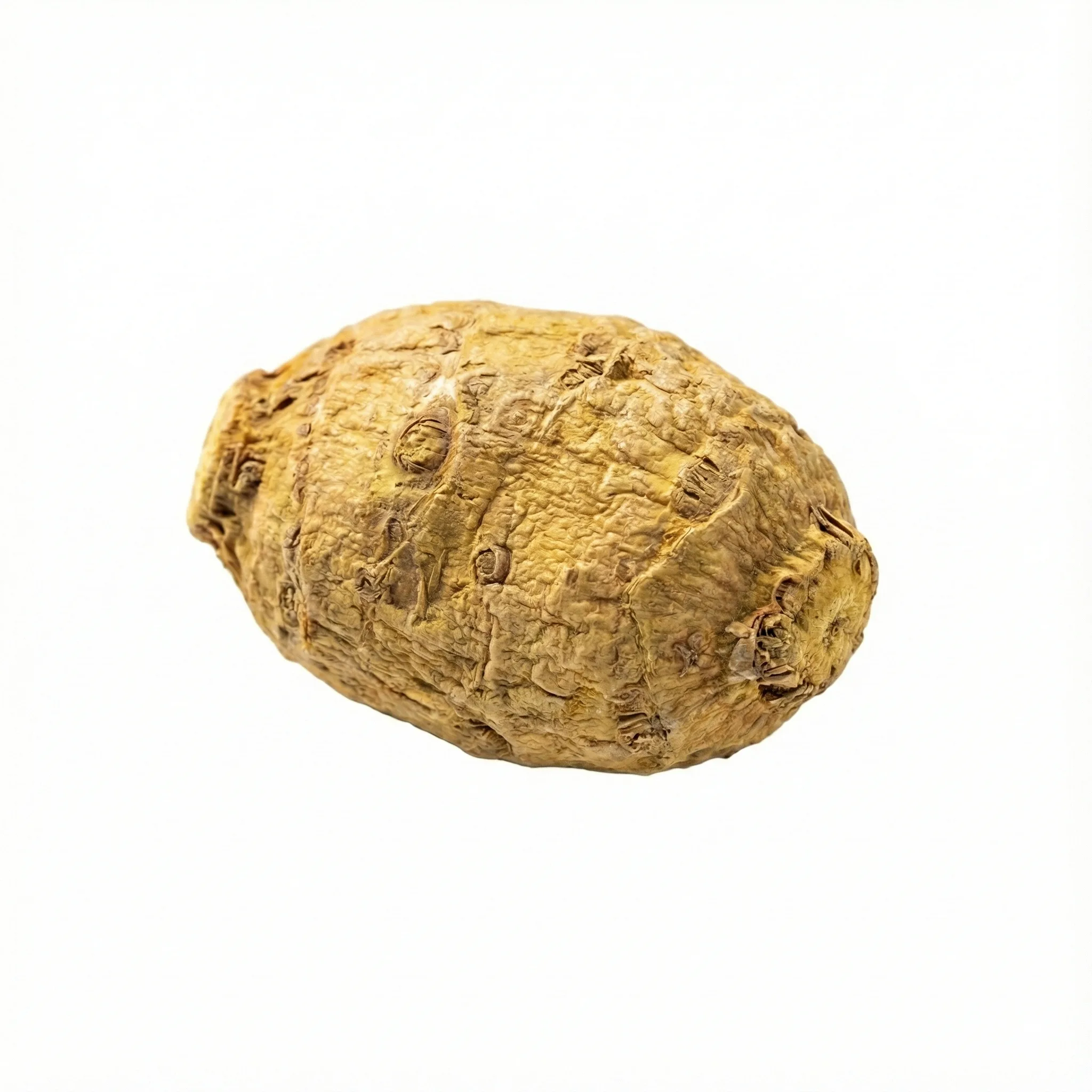 Aziatische waterweegbree wortelstok (Ze Xie)