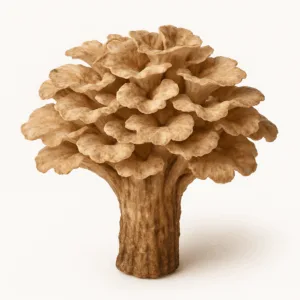 Zhu ling sclerotium (Zhu Ling)