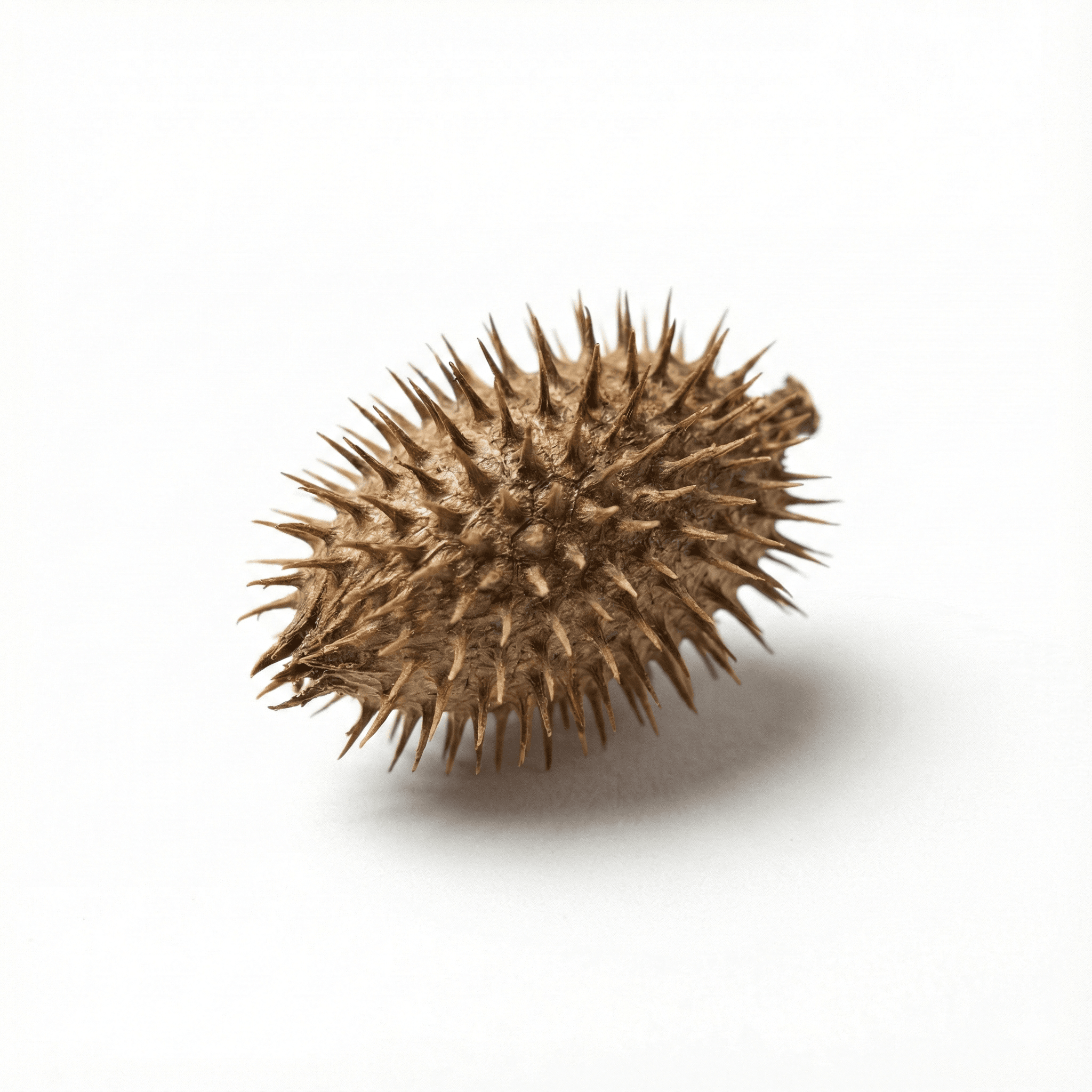 Xanthiumvrucht (Cang Er Zi)