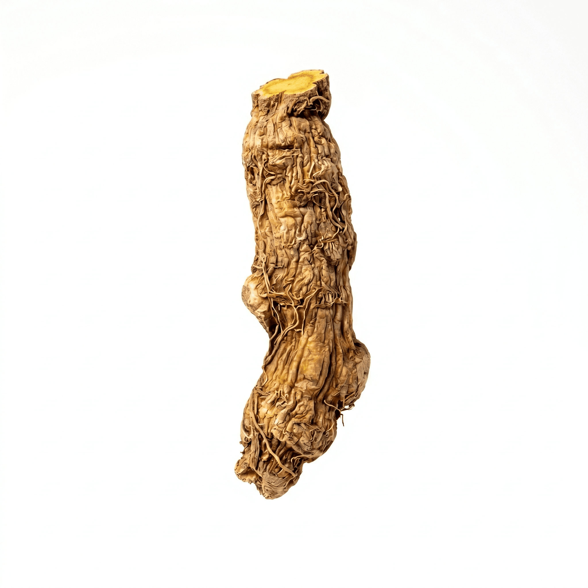 Chinese glidkruidwortel (Huang Qin)