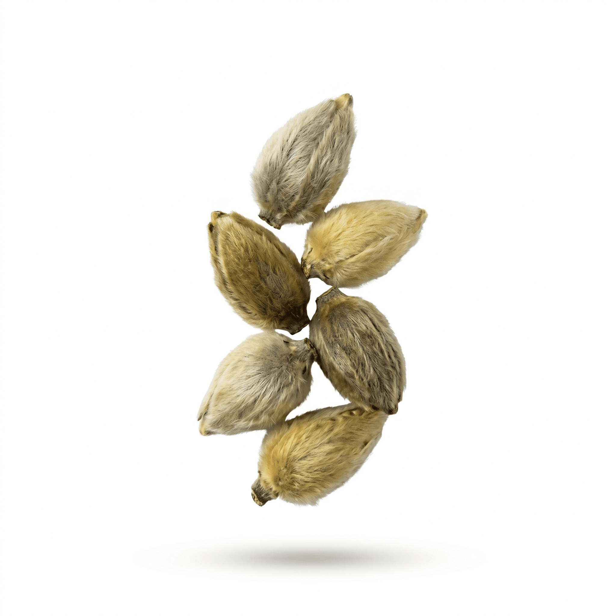 Magnolia-bloem (Xin Yi (Hua))