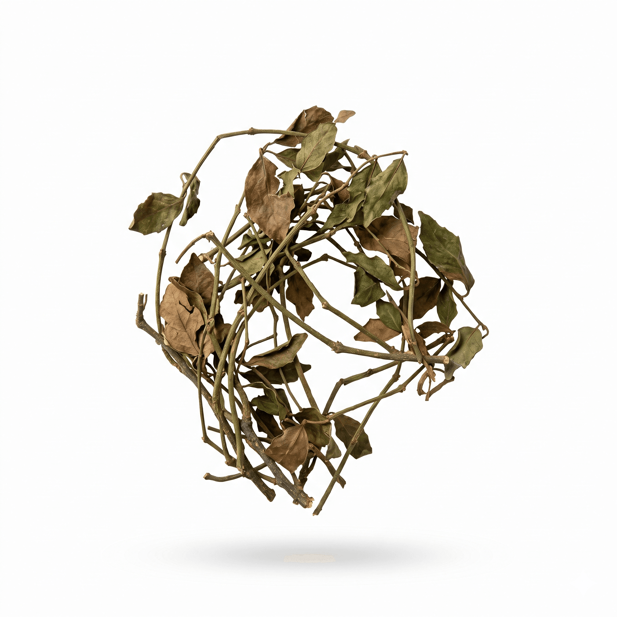 Moerbei Maretak (Sang Ji Sheng)