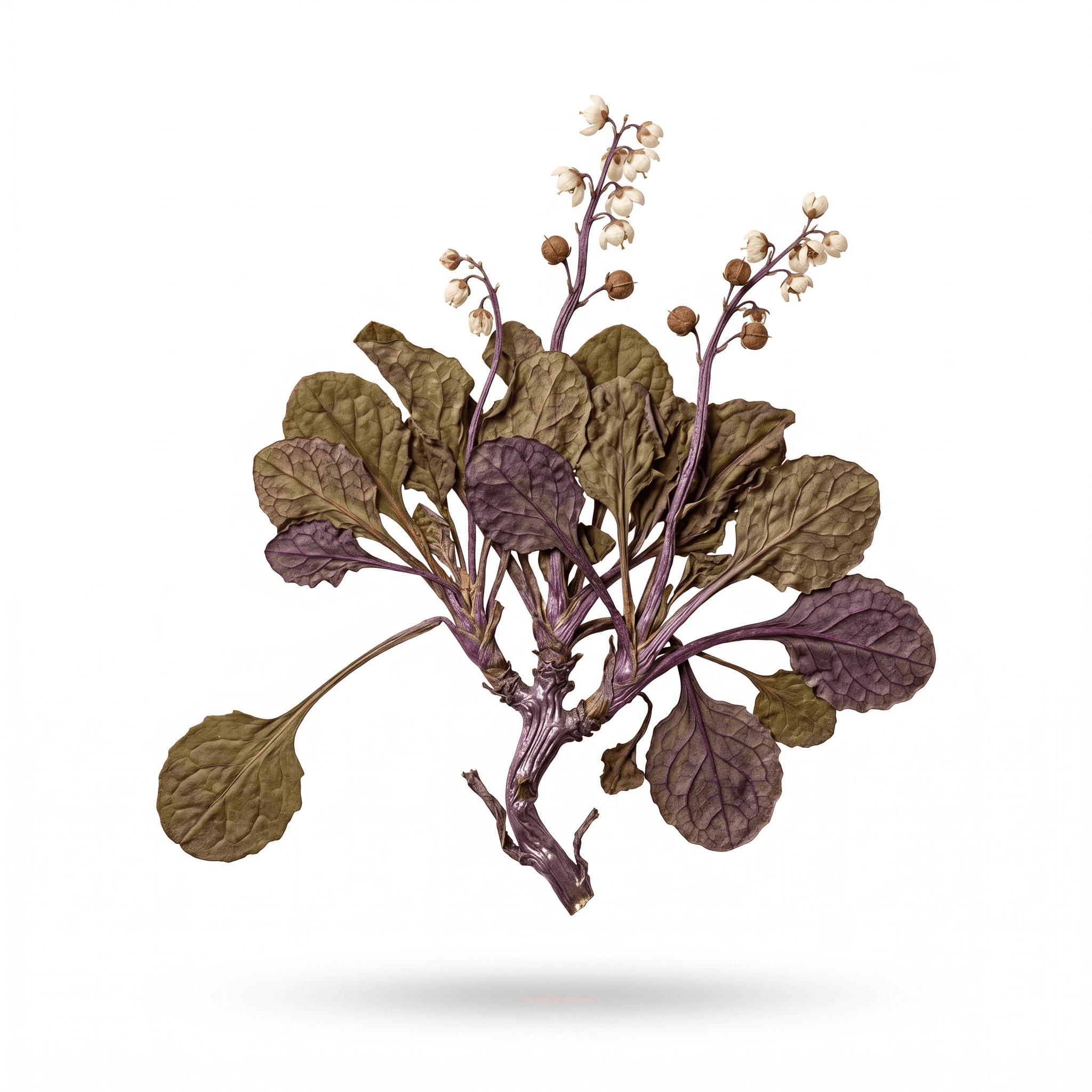 Pyrola-kruid (Lu Ti Cao/Lu Xian Cao)