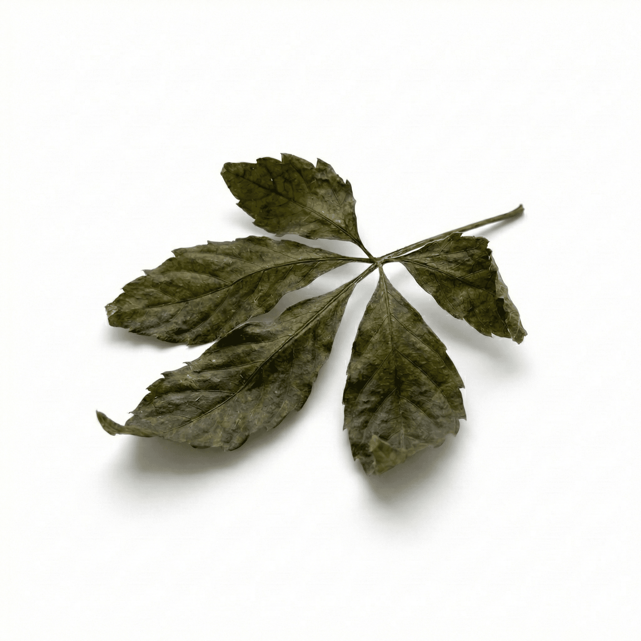 Houttuynia (Yu Xing Cao)