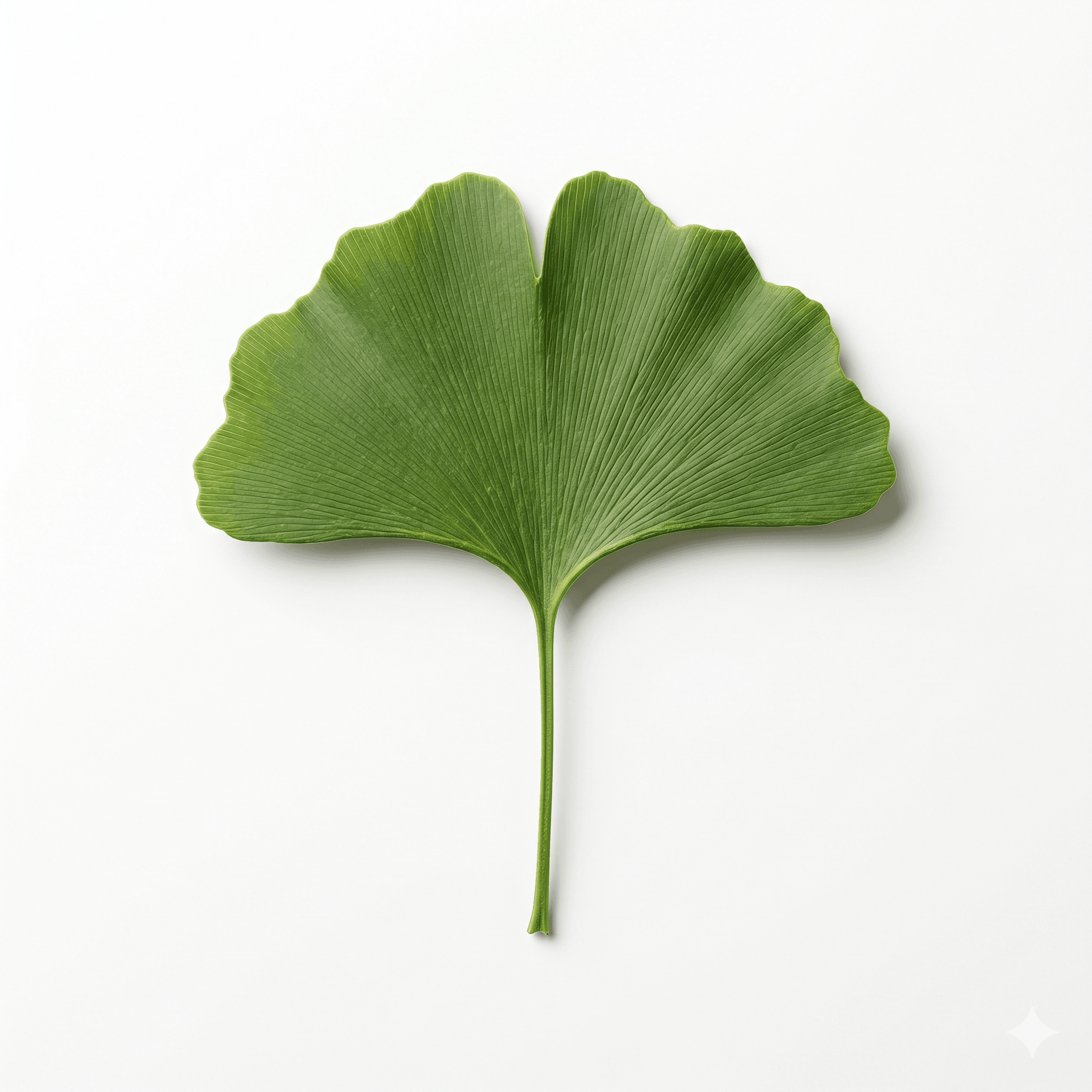 Ginkgo Biloba ((Yín xìng yè))