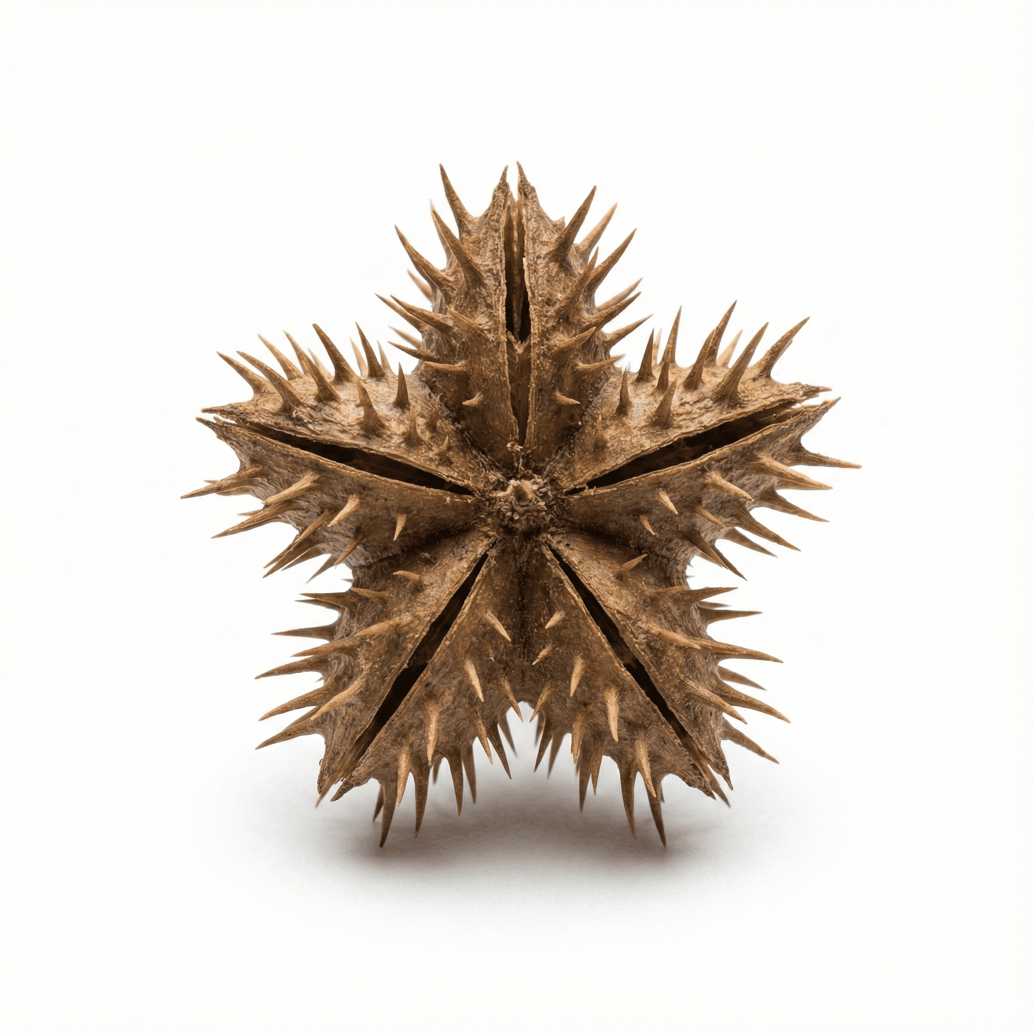 Caltrop fruit (Bai Ji Li)