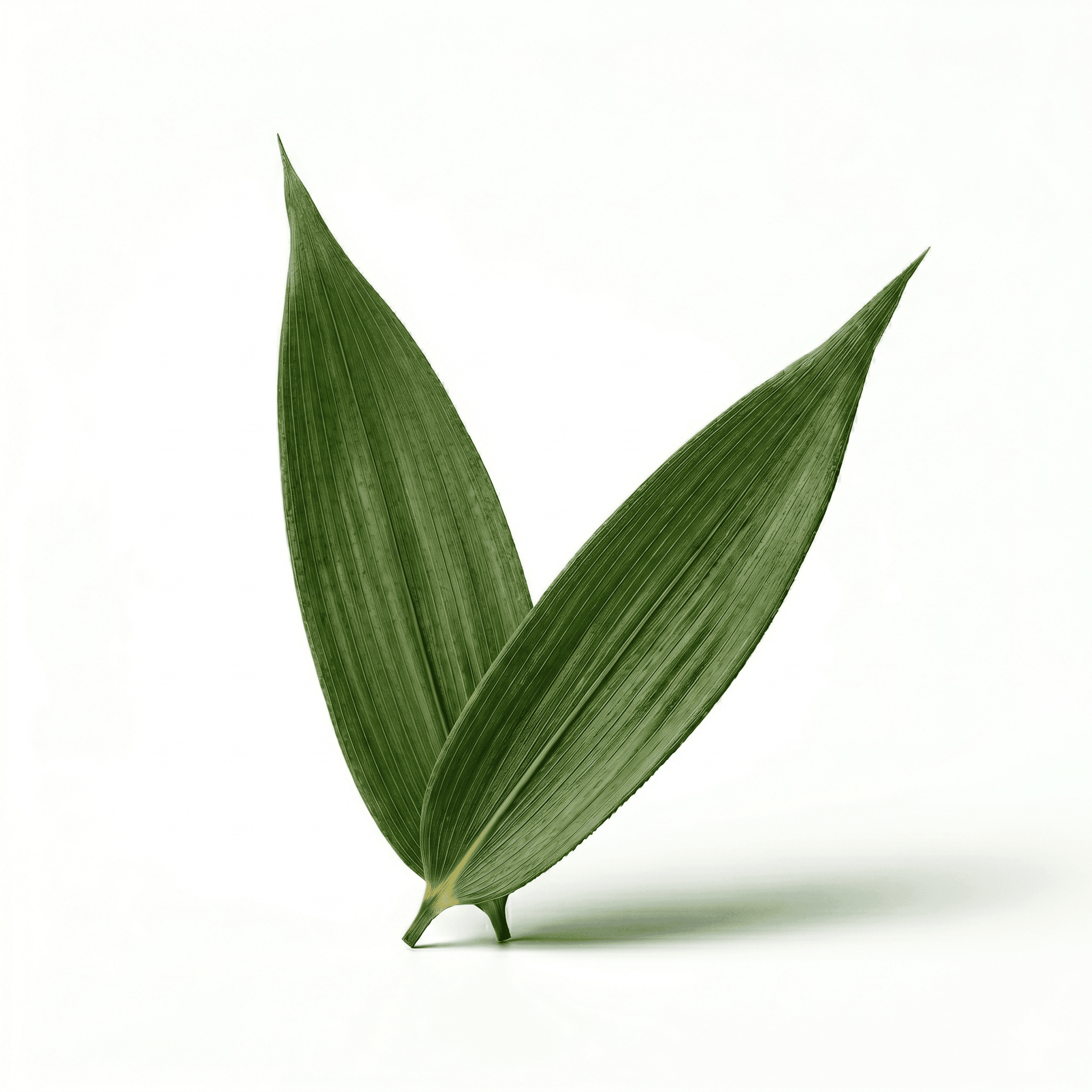 Bamboebladeren (Dan Zhu Ye)