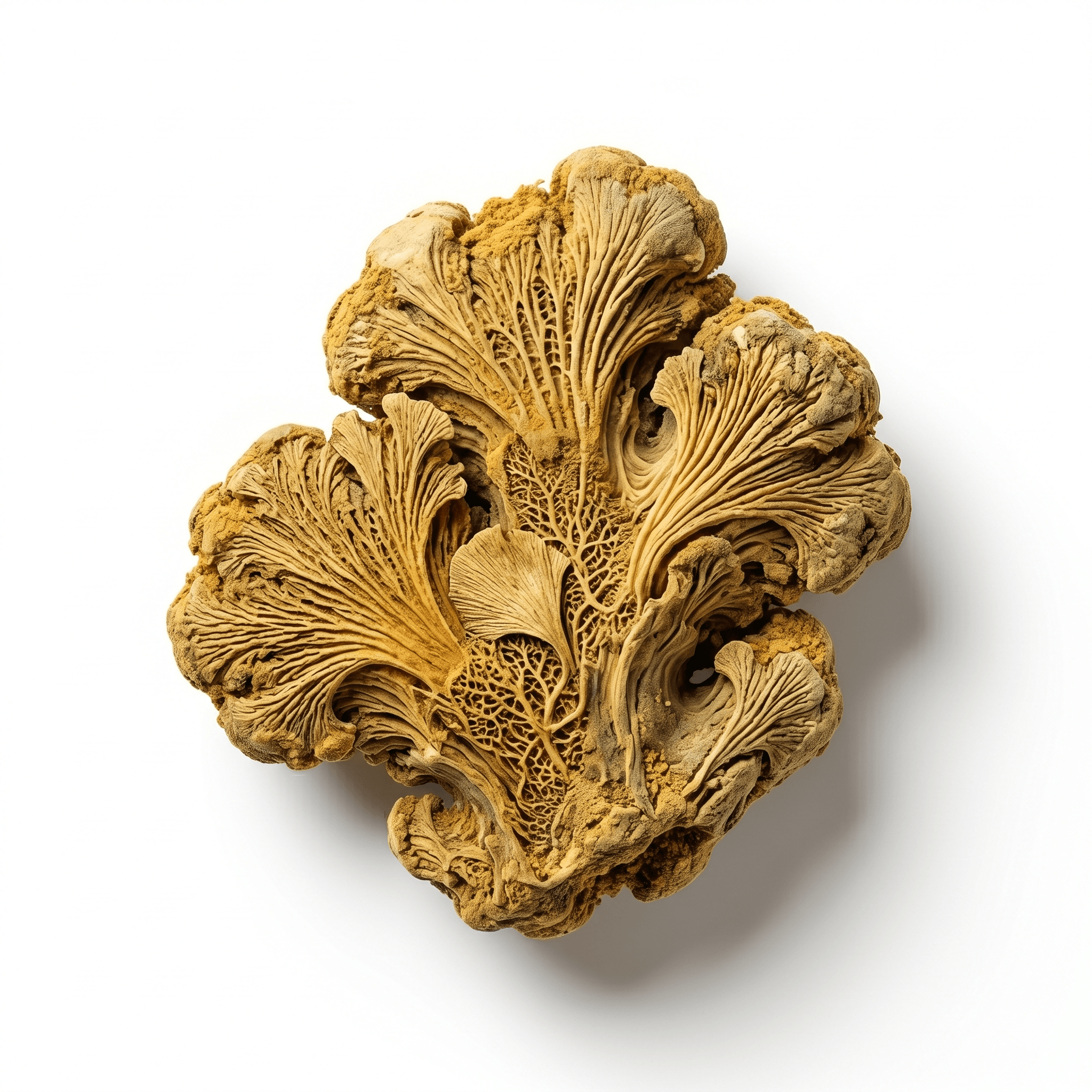 Ginkgo Biloba Extract (Yín xìng yè)