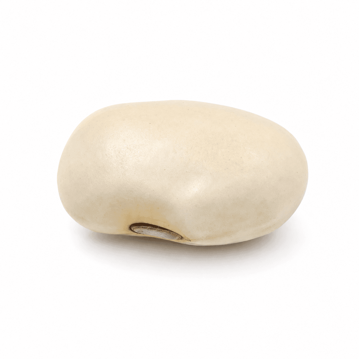 Witte Hyacintboon (Bai Bian Dou)